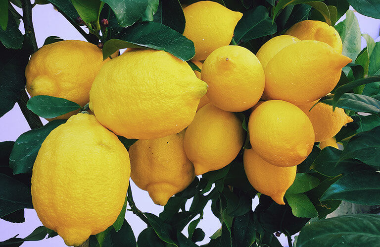 Lemons And Cancer Are Lemons A Cancer Cure