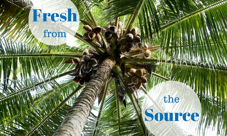 life of coconut tree