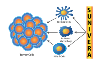 Diagram of Sunivera Affecting Tumor Cells