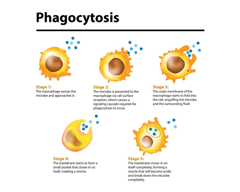 Five Stages of Phagocytosis in a Macrophage