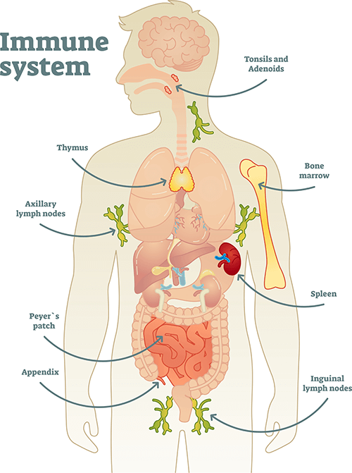 Diagram of human immune system with labels