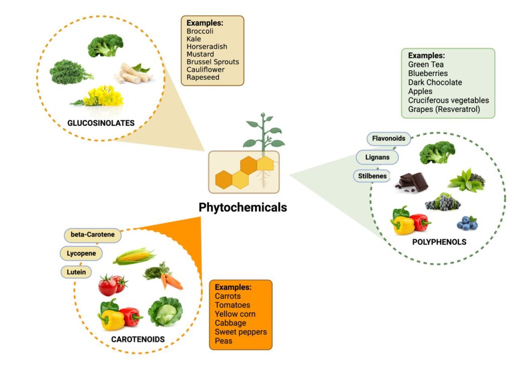 A diagram showing the different types foods that provide phytochemicals