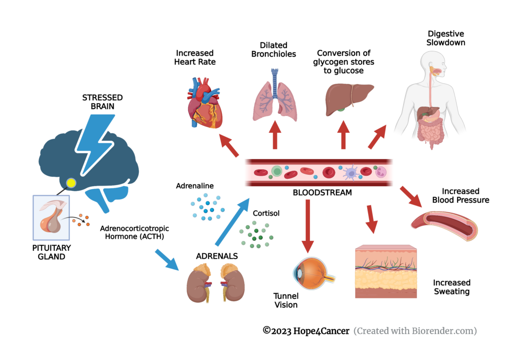 Diagram showing how stress effects various organs of the body