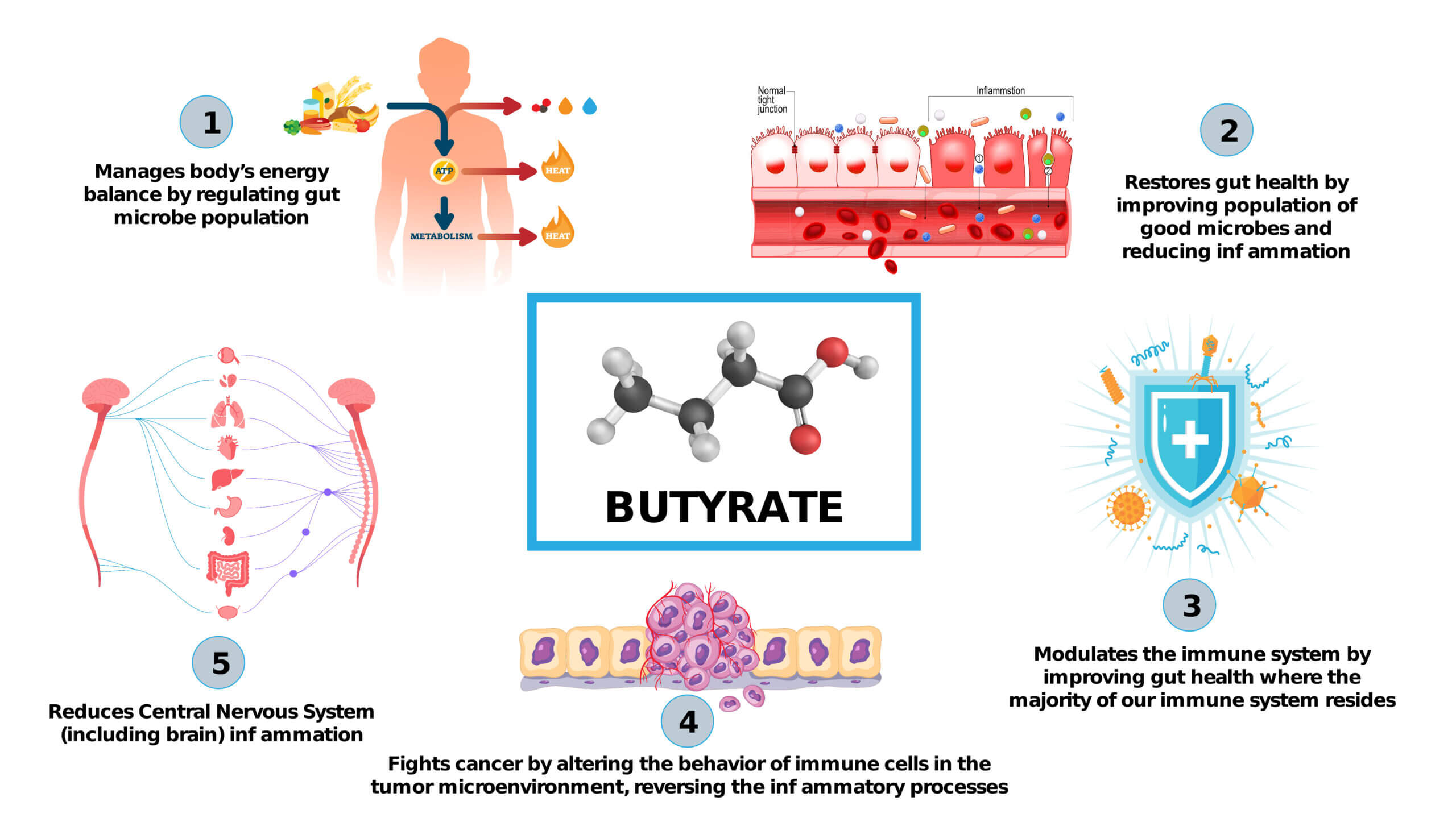 Butyrate Infographic
