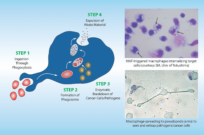 [Sunivera Immunotherapy] The role of macrophages in eliminating cancer cells, pathogens, and cellular debris