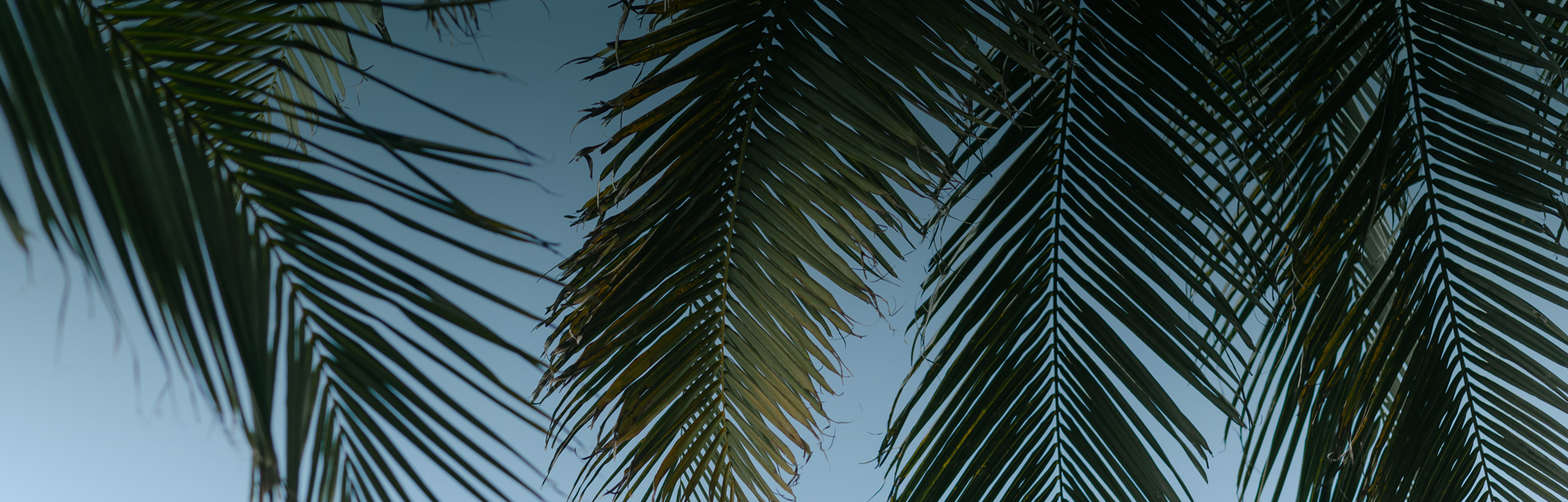 Photo of palm trees in Cancun Mexico